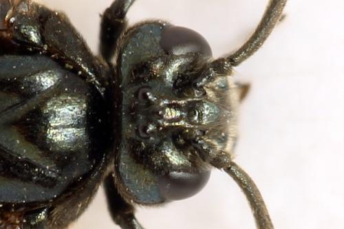 Réf. 313 343 : Arge cyanocrocea