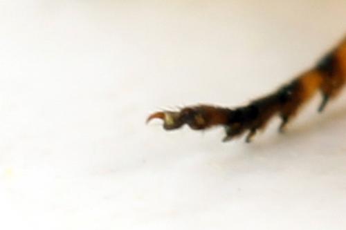 Arge cyanocrocea