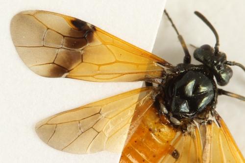Arge cyanocrocea