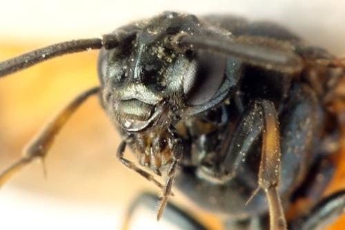 Arge cyanocrocea