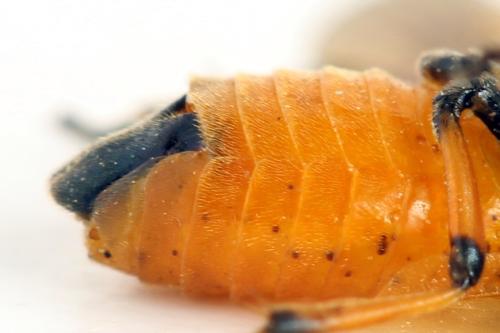 Arge cyanocrocea