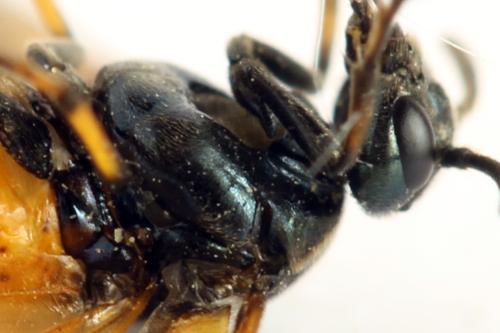Arge cyanocrocea