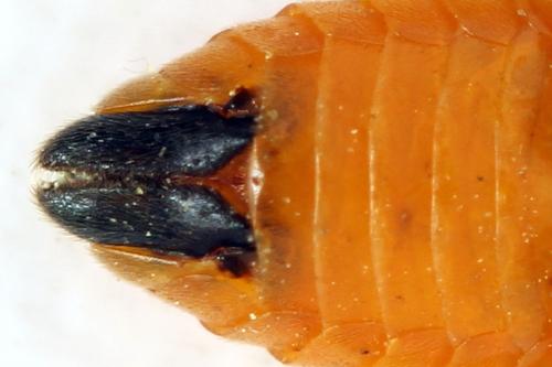 Réf. 313 352 : Arge cyanocrocea