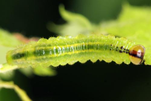 Arge ustulata