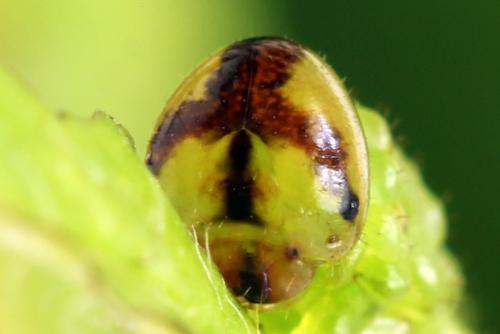 Réf. 313 590 : Arge ustulata