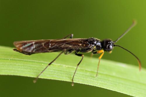 Réf. 313 087 : Calameuta punctata