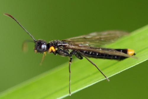 Réf. 313 088 : Calameuta punctata