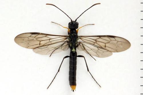 Réf. 313 089 : Calameuta punctata
