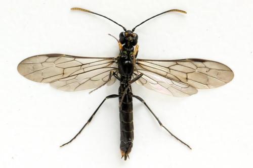 Réf. 313 090 : Calameuta punctata
