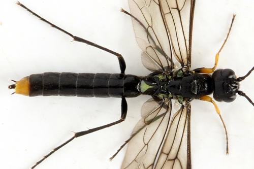 Réf. 313 091 : Calameuta punctata