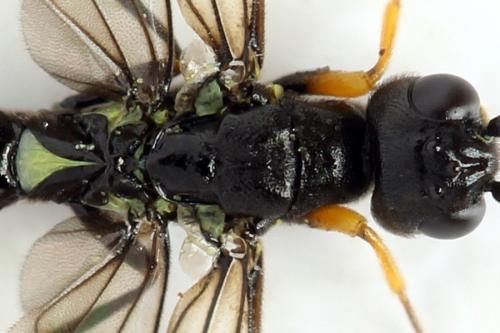 Réf. 313 092 : Calameuta punctata