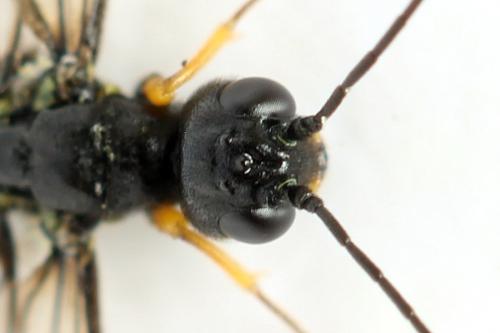 Réf. 313 093 : Calameuta punctata