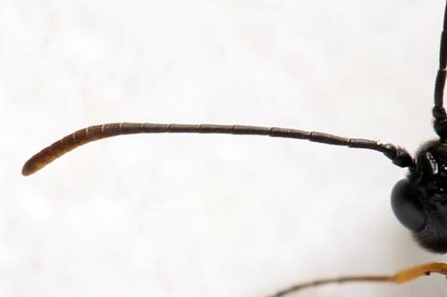 Réf. 313 094 : Calameuta punctata