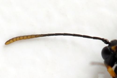 Réf. 313 095 : Calameuta punctata
