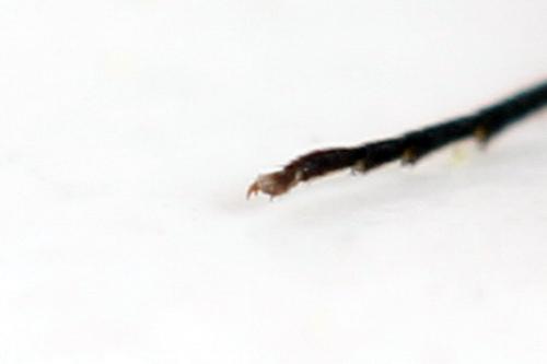 Réf. 313 096 : Calameuta punctata