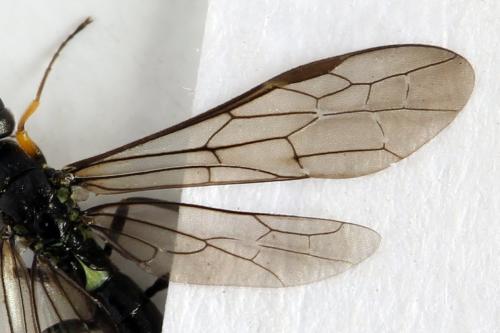 Réf. 313 098 : Calameuta punctata