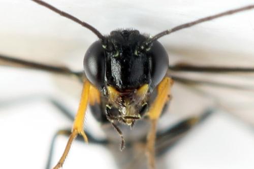 Réf. 313 099 : Calameuta punctata