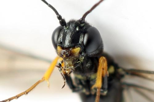 Réf. 313 100 : Calameuta punctata