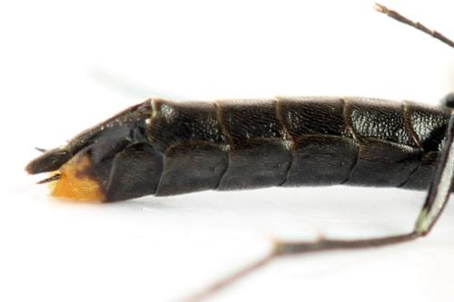 Calameuta punctata