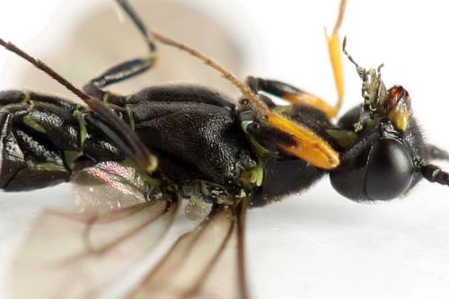 Réf. 313 102 : Calameuta punctata