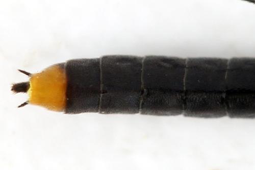 Réf. 313 103 : Calameuta punctata