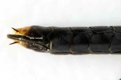 Réf. 313 104 : Calameuta punctata