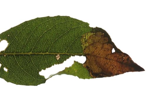 Réf. 313 738 : Heterarthrus microcephalus