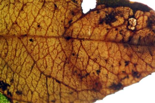 Réf. 313 739 : Heterarthrus microcephalus
