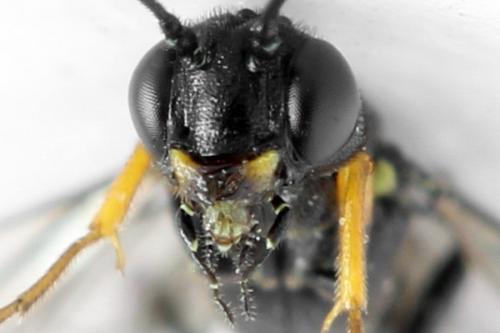 Réf. 313 105 : Calameuta punctata