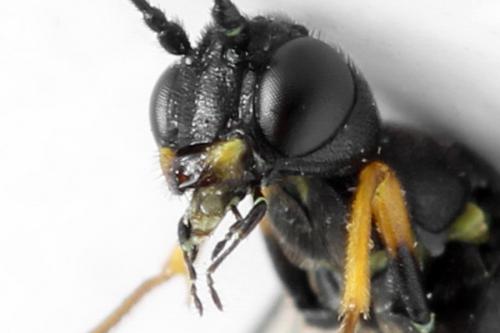 Réf. 313 107 : Calameuta punctata