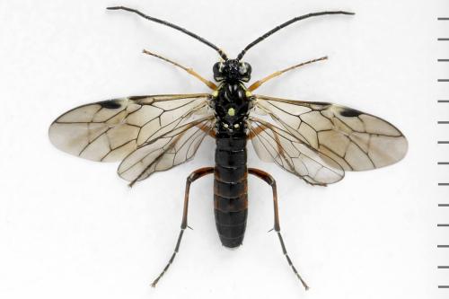 Réf. 313 113 : Tenthredopsis ornata