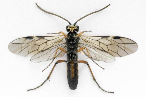 Tenthredopsis ornata