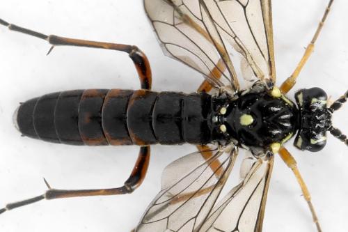 Réf. 313 115 : Tenthredopsis ornata
