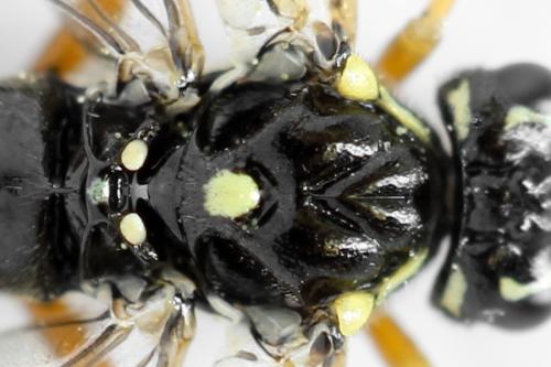 Réf. 313 116 : Tenthredopsis ornata