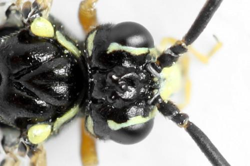 Réf. 313 117 : Tenthredopsis ornata