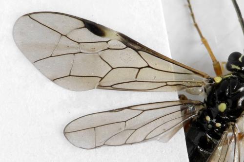 Réf. 313 119 : Tenthredopsis ornata