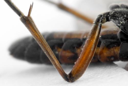 Réf. 313 121 : Tenthredopsis ornata