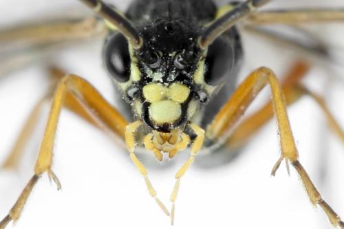Réf. 313 122 : Tenthredopsis ornata
