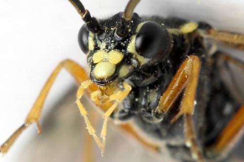 Réf. 313 123 : Tenthredopsis ornata