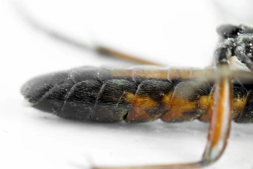 Réf. 313 124 : Tenthredopsis ornata