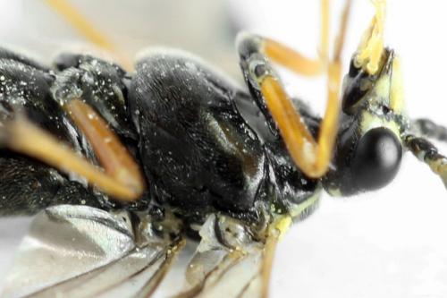 Réf. 313 125 : Tenthredopsis ornata