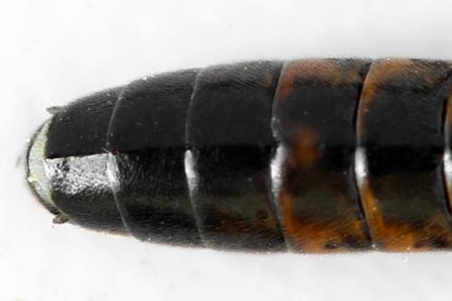 Réf. 313 126 : Tenthredopsis ornata