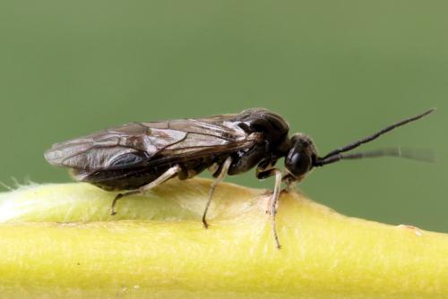 Réf. 313 478 : Cladiini inconnu