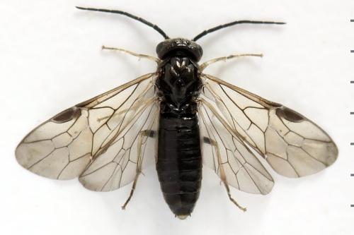 Réf. 313 480 : Cladiini inconnu