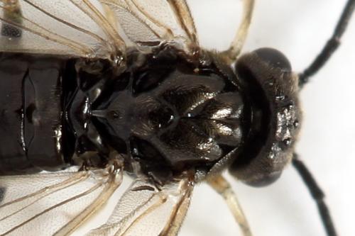 Réf. 313 483 : Cladiini inconnu