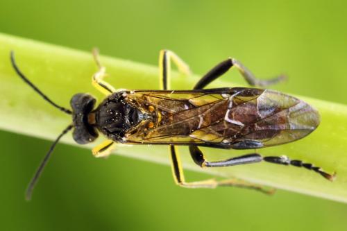 Réf. 313 133 : Tenthredo temula