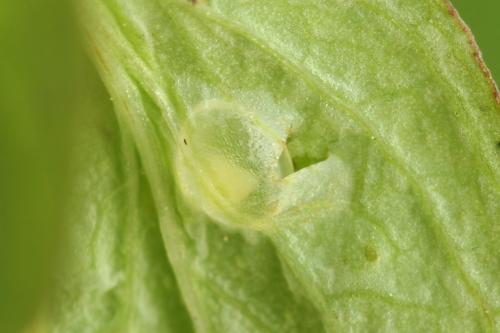 Tenthredo temula