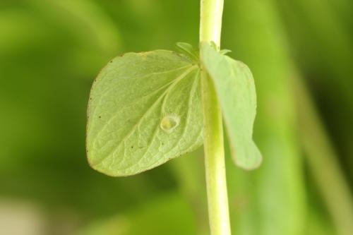 Tenthredo temula