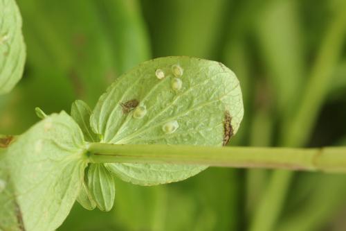 Tenthredo temula