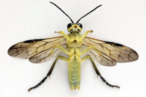 Tenthredo temula